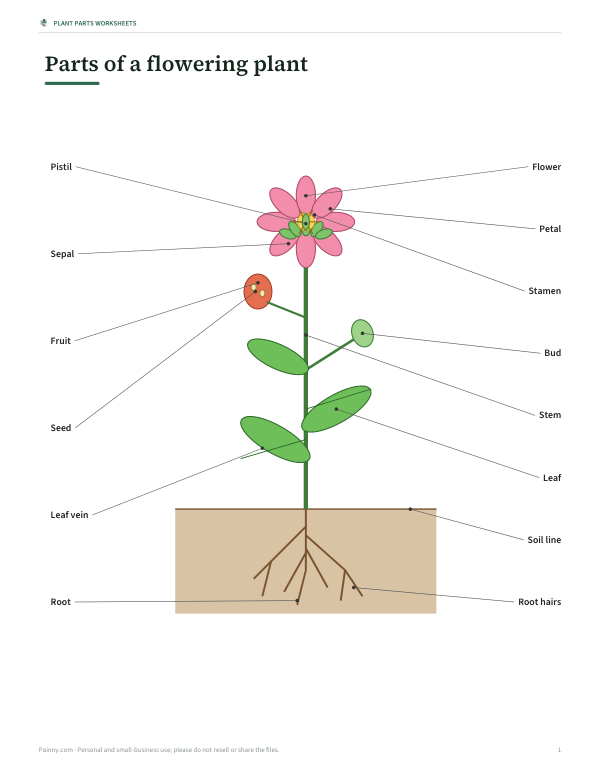 Preview of Printable Flowering Plant Parts Diagram